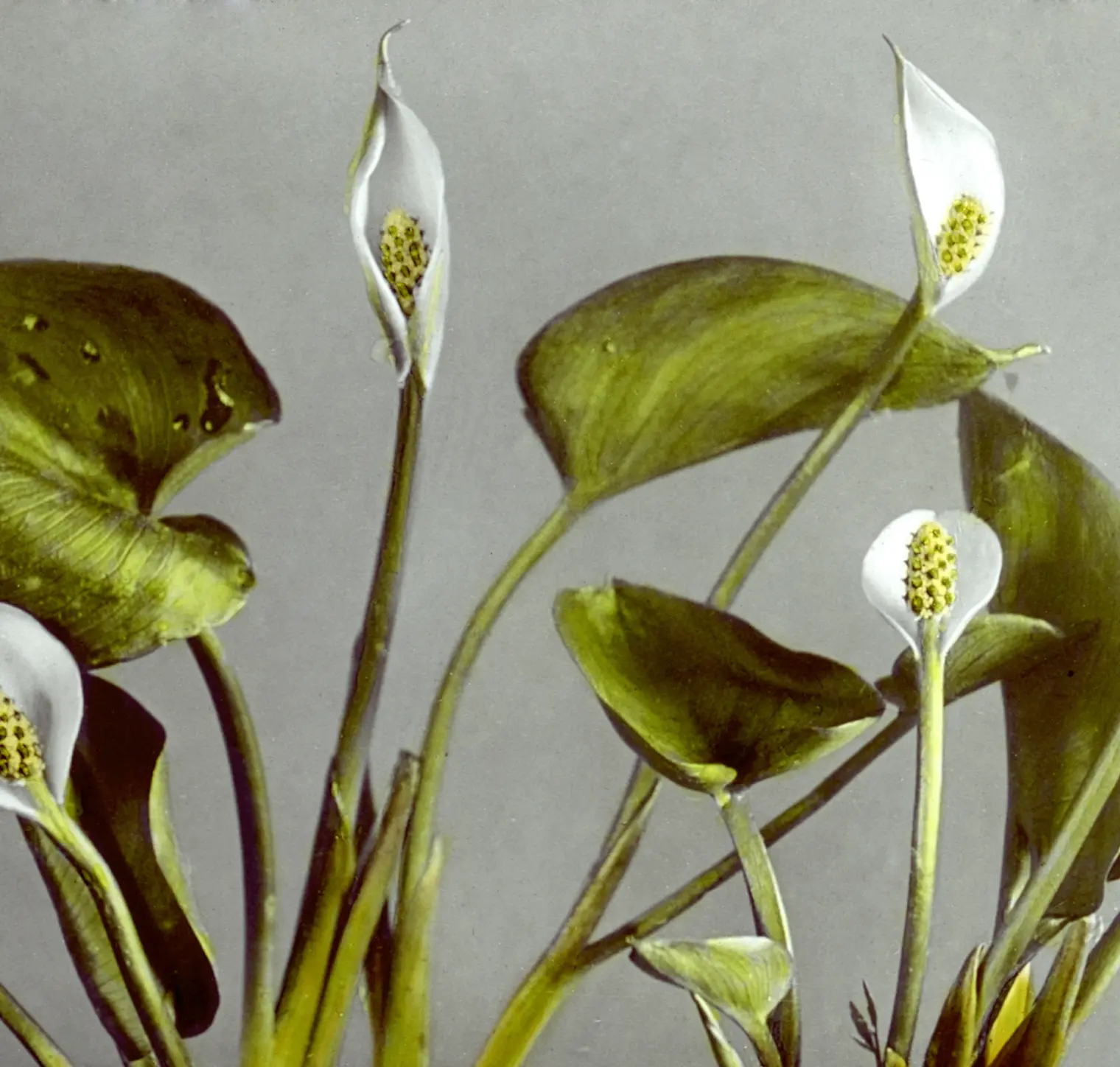 Εικόνα ενός λουλουδιού